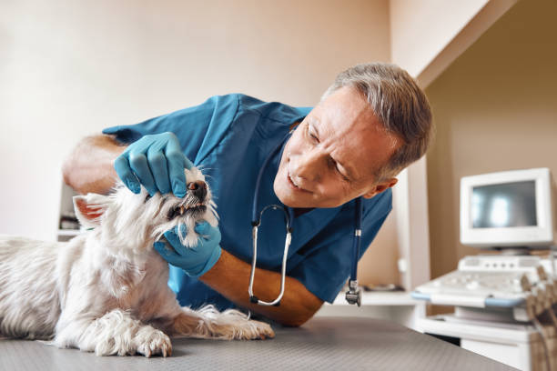  Danville, VA Emergency Dentist Pros